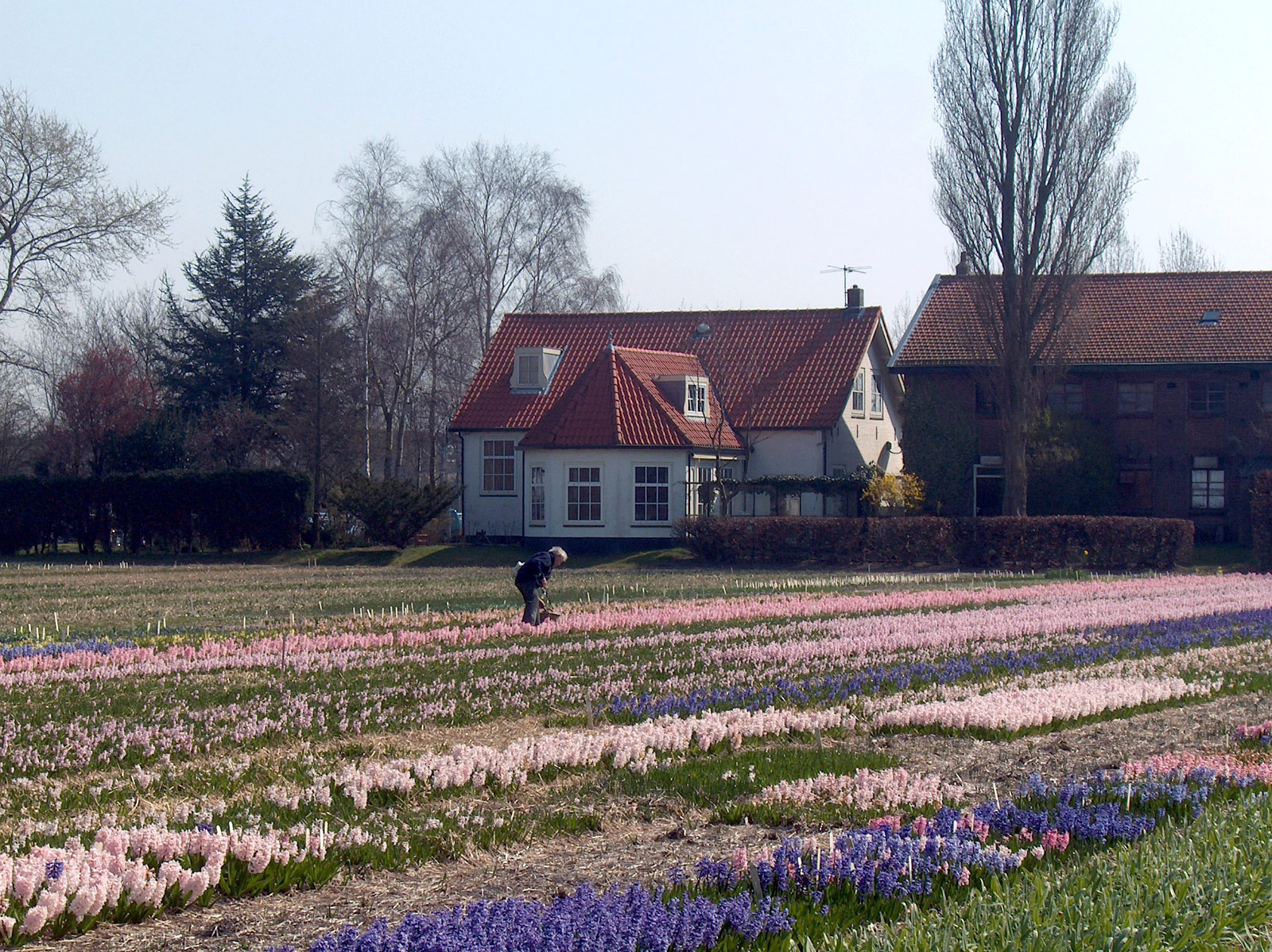 Keukenhof, Lisse